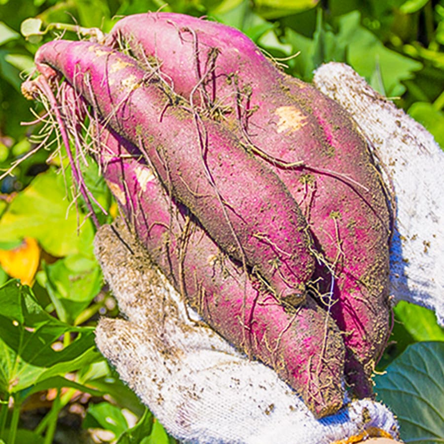 収穫したさつまいも