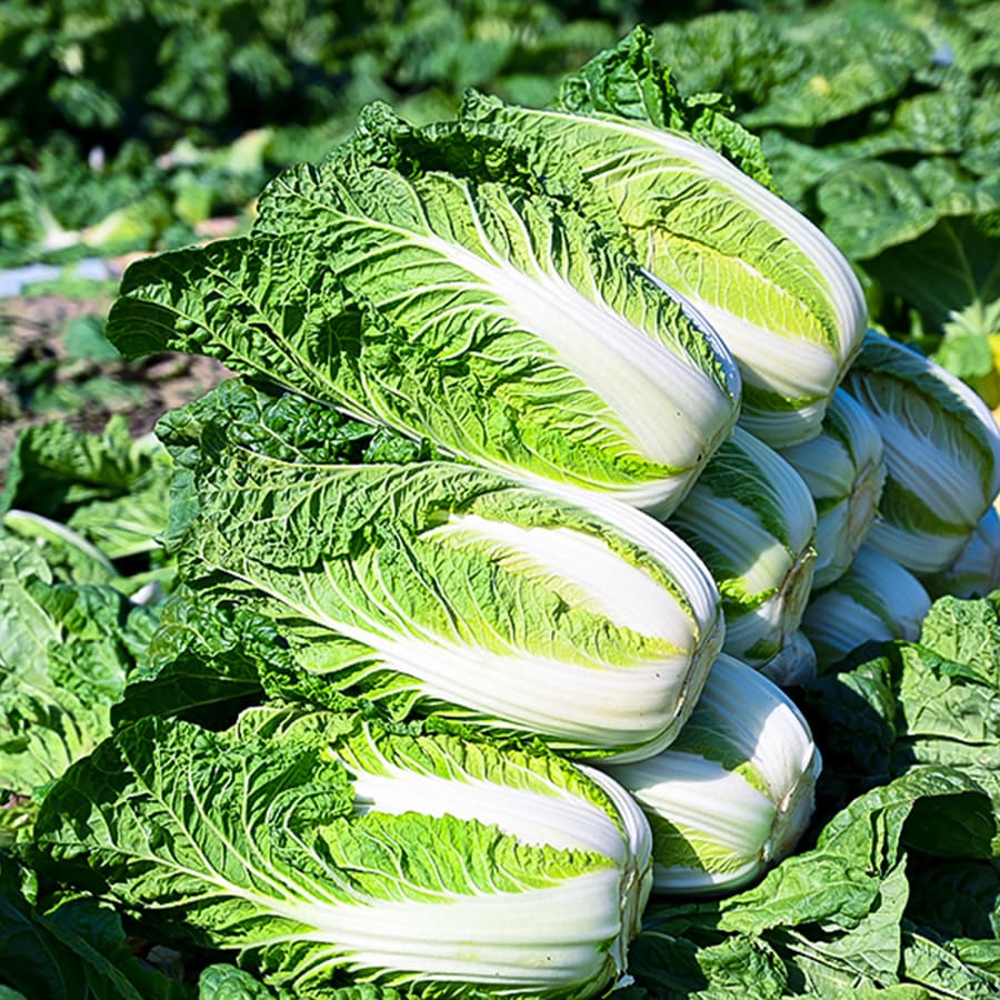 収穫した白菜