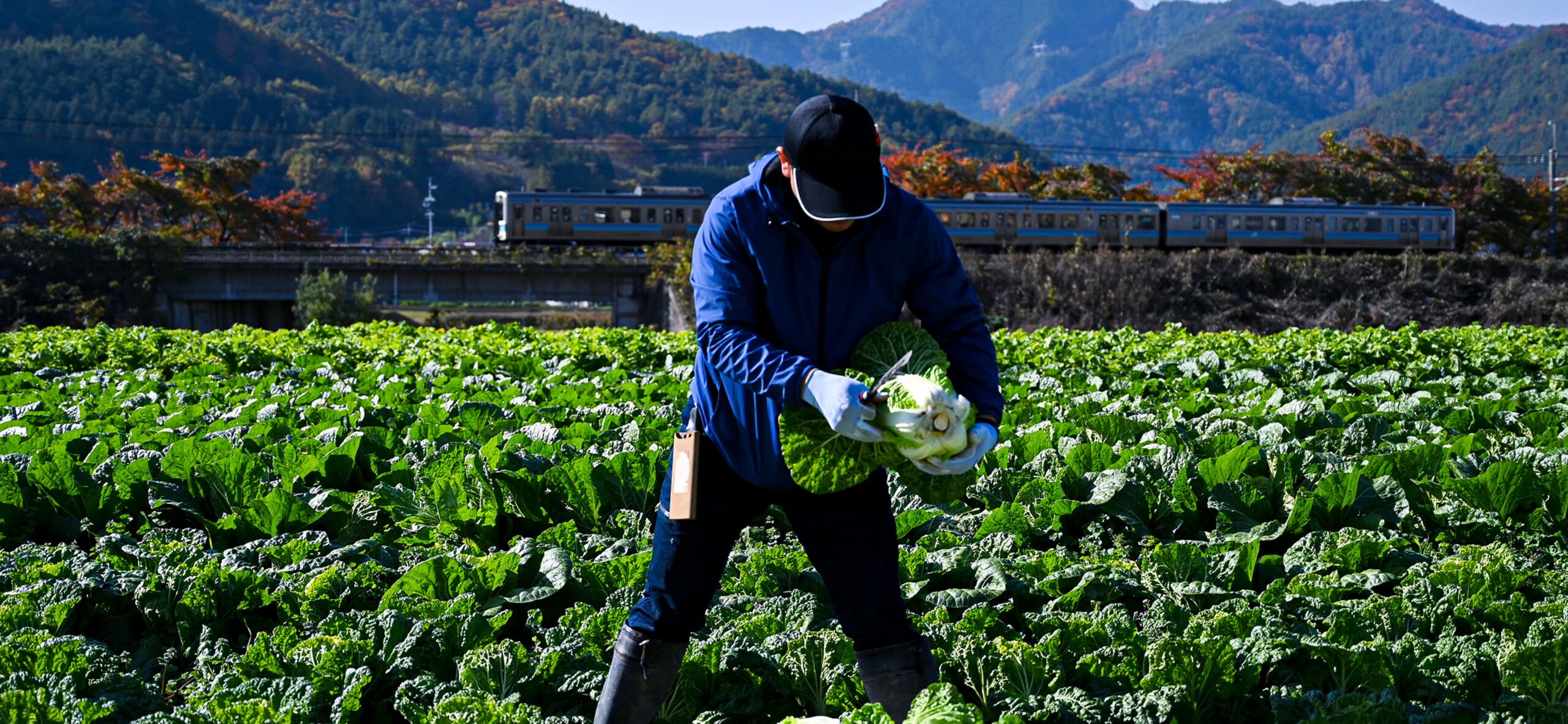 ふくだファームの代表が白菜を収穫している様子